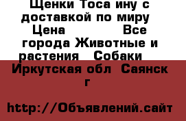 Щенки Тоса-ину с доставкой по миру › Цена ­ 68 000 - Все города Животные и растения » Собаки   . Иркутская обл.,Саянск г.